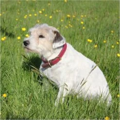 Weatherbeeta Leather Plaited Dog Collar - Brown / Maroon Colour Brown/Maroon -Equestrian Clothing Sales 1894 b020695ba93f43014d44100365b11921 6.700x700