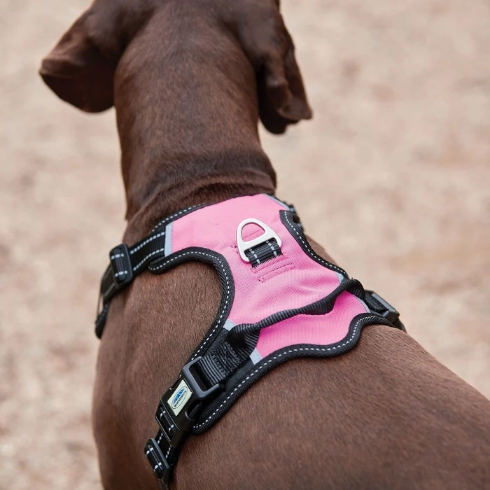 2022 Weatherbeeta Anti Pull / Traveling Harness 1003617 - Black / Pink Colour Black/Pink 6 2022 Weatherbeeta Anti Pull / Traveling Harness 1003617 - Black / Pink Colour Black/Pink - Image 4