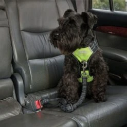 2022 Weatherbeeta Anti Pull / Traveling Harness 1003617 - Black / Yellow Colour Black/Yellow -Equestrian Clothing Sales 202120Weatherbeeta20Anti20Pull20Traveling20Harness20100361720 20Black20Yellow20lifestyle202.700x700