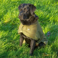 2022 Alan Paine Tweed Dog Coat DOGCT1 - Lichen