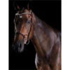 2022 Collegiate Comfitec Patent Bridle 8111 - Brown Colour Brown 1 2022 Collegiate Comfitec Patent Bridle 8111 - Brown Colour Brown -Equestrian Clothing Sales 202220Collegiate20Comfitec20Patent20Bridle20811120 20Brown.700x700