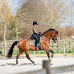 2023 PS Of Sweden Signature Dressage Saddle Pad 1110-040 - Olive Colour Olive 7 2023 PS Of Sweden Signature Dressage Saddle Pad 1110-040 - Olive Colour Olive -Equestrian Clothing Sales 6077 202320PS20Of20Sweden20Signature20Dressage20Saddle20Pad201110 04020 20Olive20Lifestyle.700x700