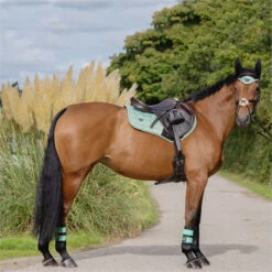 2023 Woof Wear Club Brushing Boots WB0003 - Black / Pistachio Colour Black/Pistachio 5 2023 Woof Wear Club Brushing Boots WB0003 - Black / Pistachio Colour Black/Pistachio -Equestrian Clothing Sales 6307 202220Woof20Wear20Vision20Dressage20Pad20WS000620 20Pistachio20Lifestyle201.700x700