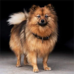 2023 HV Polo Franka Rope Dog Collar 3404093510 - Navy / Beige -Equestrian Clothing Sales 6912 202320HV20Polo20Franka20Rope20Dog20Collar20340409351020 20Navy20Beige203.700x700