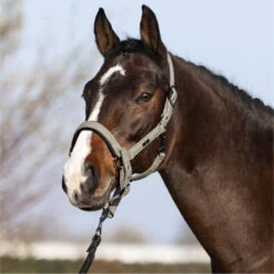 2023 HV Polo Francis Headcollar 1601093450 - Dark Oil Green -Equestrian Clothing Sales 6938 202320HV20Polo20Francis20Headcollar20160109345020 20Dark20Oil20Green203.700x700