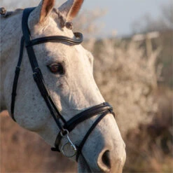 2023 Henry James Saddlery Comfort Flash Bridle HJ-BR-02 - Black Colour Black -Equestrian Clothing Sales 6996 202320Henry20James20Saddlery20Comfort20Flash20Bridle20HJ BR 0220 20Black203.700x700