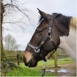 Equilibrium Stellar Headcollar - Black -Equestrian Clothing Sales Equilibrium Stella Headcollar Black 3.700x700