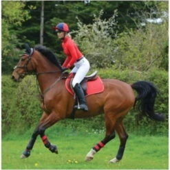 2022 Woof Wear Close Contact Saddle Cloth WS0003 - Royal Red Colour Royal Red 5 2022 Woof Wear Close Contact Saddle Cloth WS0003 - Royal Red Colour Royal Red -Equestrian Clothing Sales Royal20Red7.700x700