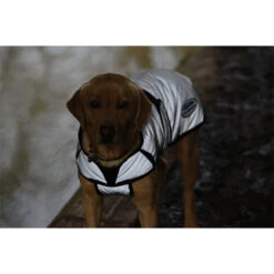 Weatherbeeta Comfitec Reflective Dog Coat - Silver Colour Silver -Equestrian Clothing Sales Weatherbeeta20 20Comfitec20Reflective20Dog20Coat20 20Silver20front20reflective.700x700