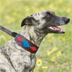 2023 Weatherbeeta Lurcher Polo Leather Dog Collar 10016990 - Beaufort Brown / Pink / Blue Colour Blue/Pink/Beaufort Brown