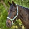 2023 Weatherbeeta Coordinate Headcollar 10020940 - Light Blue / Gold / Sand -Equestrian Clothing Sales dfb57597176d9aaf0453c421069781a6.700x700